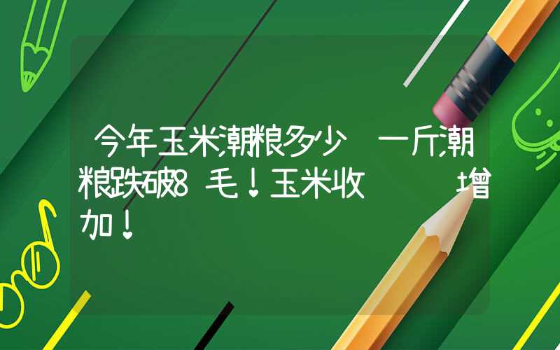 今年玉米潮粮多少钱一斤潮粮跌破8毛！玉米收购陆续增加！